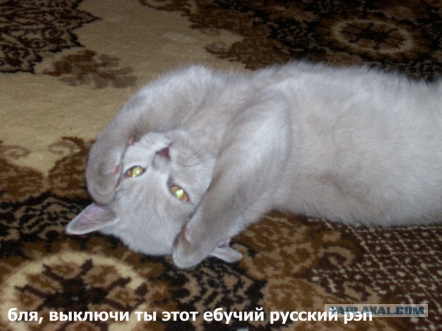 Котоподборка