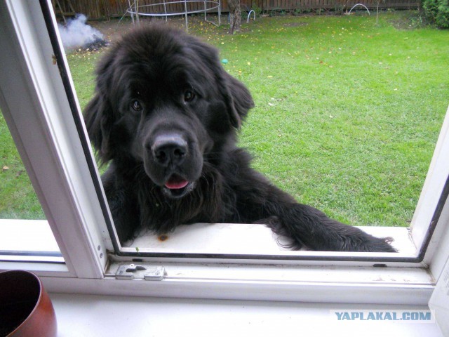 Собакочетверг на 02.01.2014