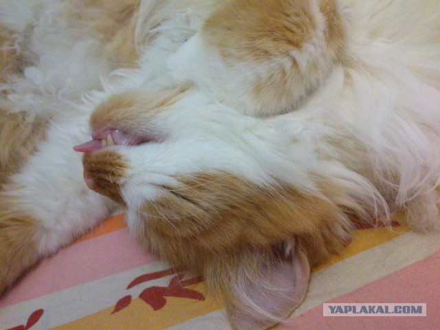 Котовторник 4.02.2014