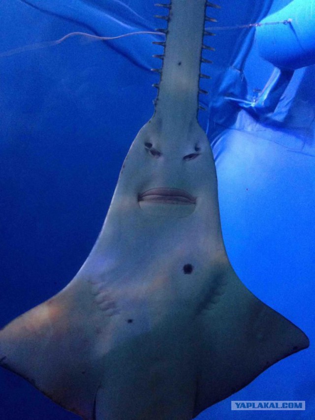 Вот так охотится рыба-пила