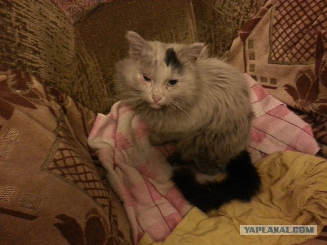 Котовторник 04.03.2014
