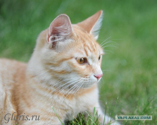 Котовторник 04.03.2014