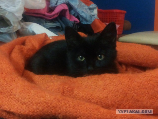 Котовторник 18.03.2014