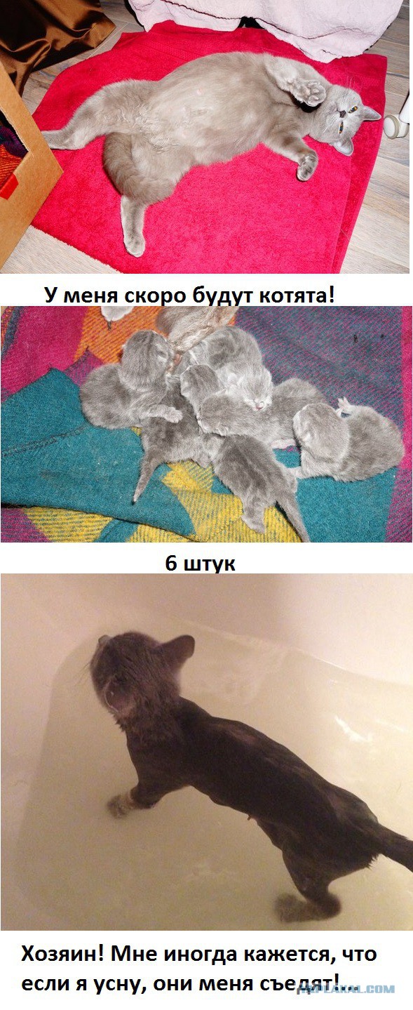 Чуть более годовалой кошке, родить 6-х котят.