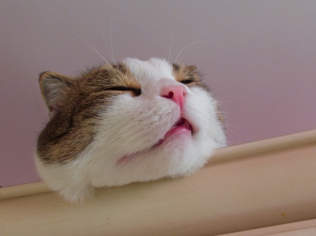С Котовторником!