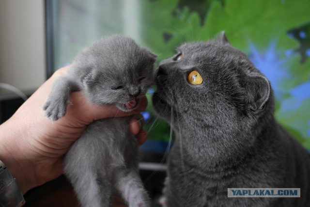 Котовторник 20.05.2014
