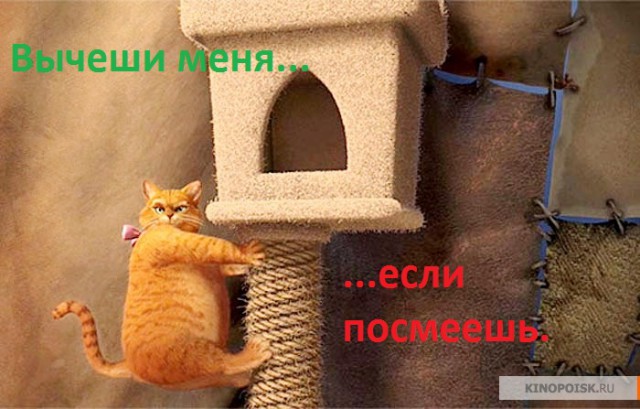 Очень злой кот