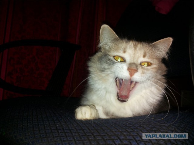 Котовторник 17.06.2014