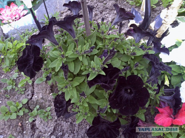 Деревенская Америка