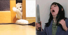 С котами шутки плохи!