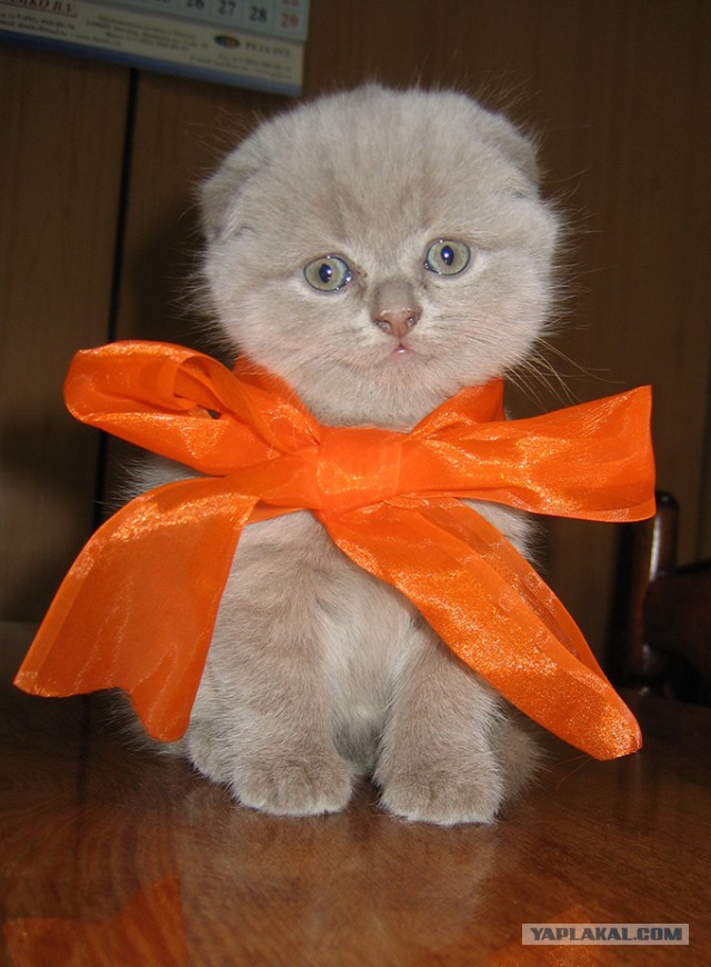 Котовторник 26.08.14.