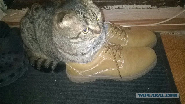 Котовторник 11.11.2014