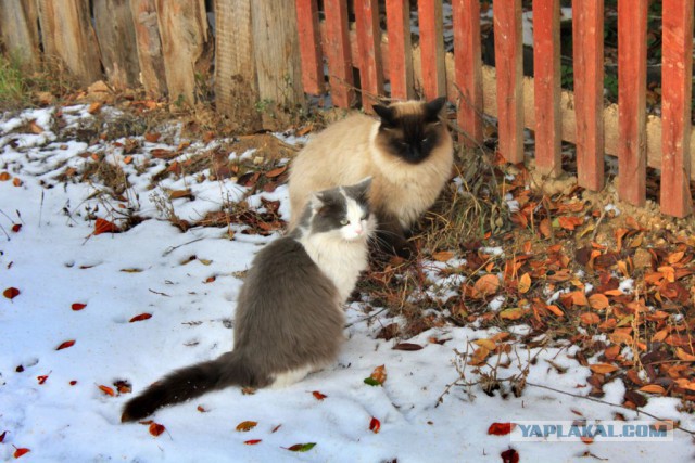 Котовторник 25.11.2014