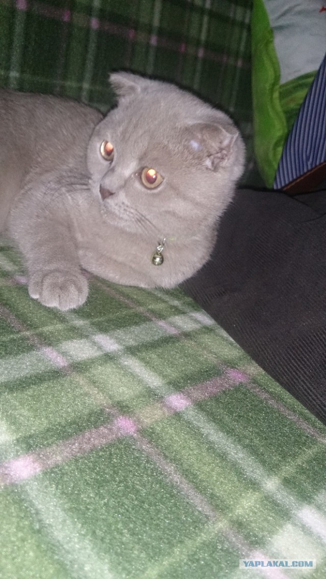 Котовторник