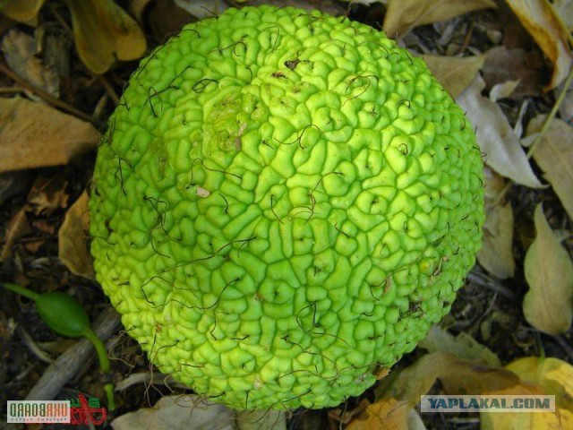 Как выглядят 19 популярных продукта