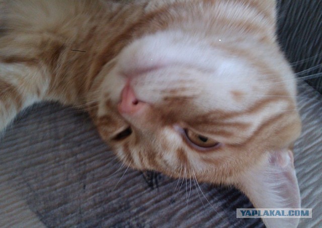 Котовторник 12.03.13