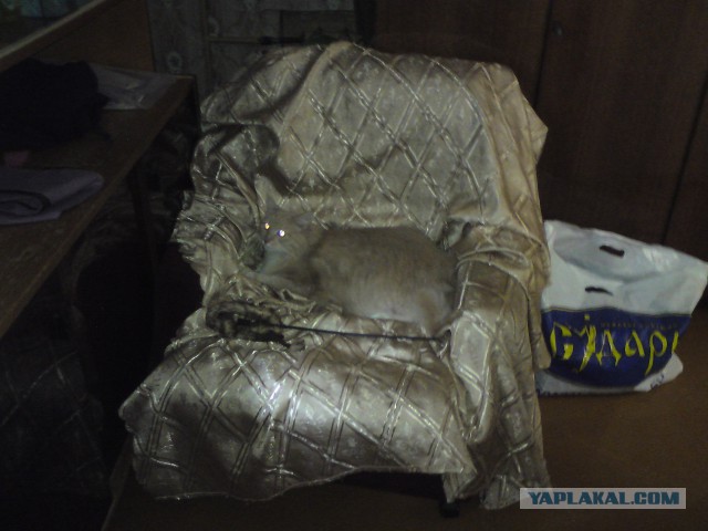 Котовторник 16.06.2015., Котовторник наступил!