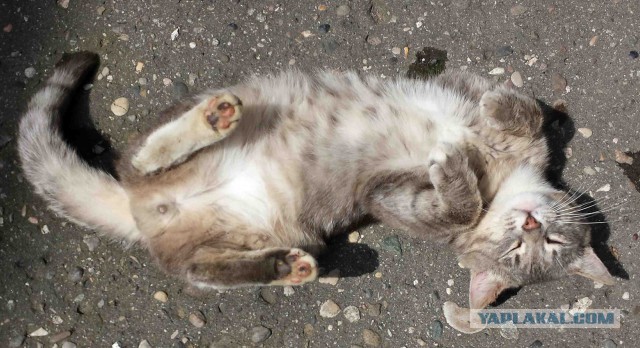 Котовторник 7.07.2015