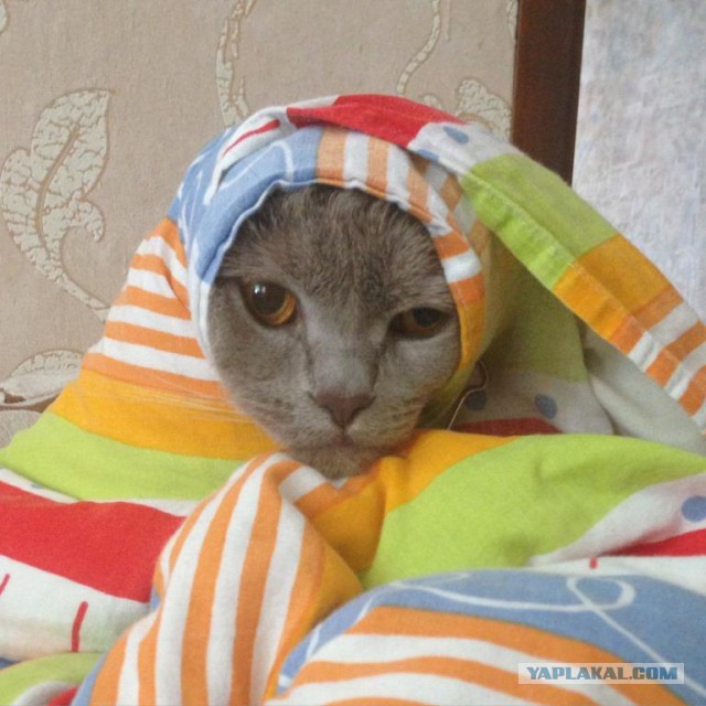 Котовторник 25.08.2015