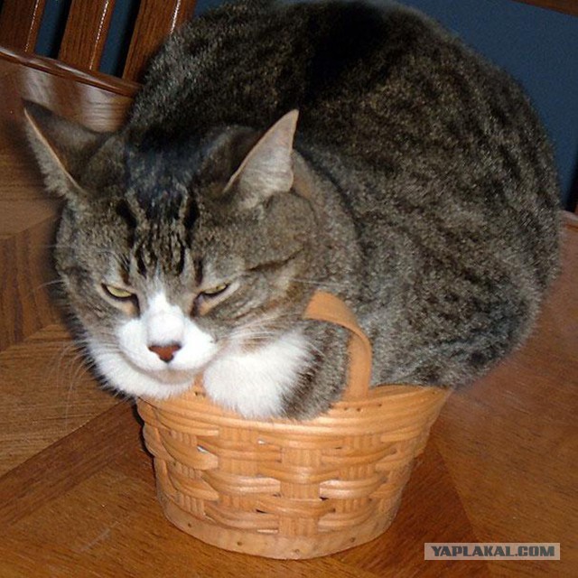 Котовторник
