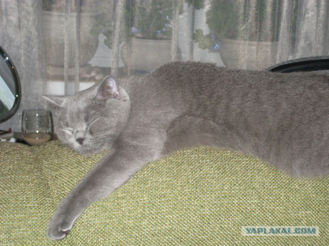 Пост невероятной кошачьей красоты. 25 фот.