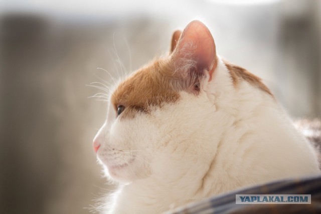 Котовторник 26.01.2016