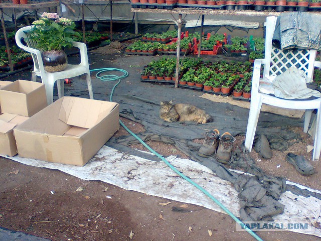 Котовторник 22.03.2016