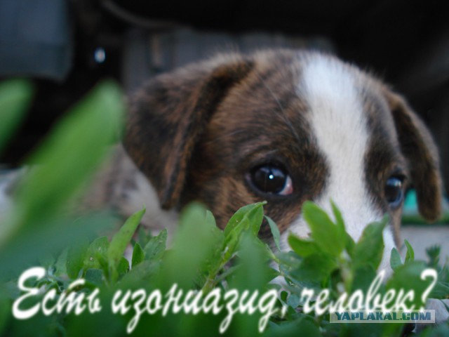 Неизвестный отстреливает бездомных собак на глазах прохожих в центре Челябинска