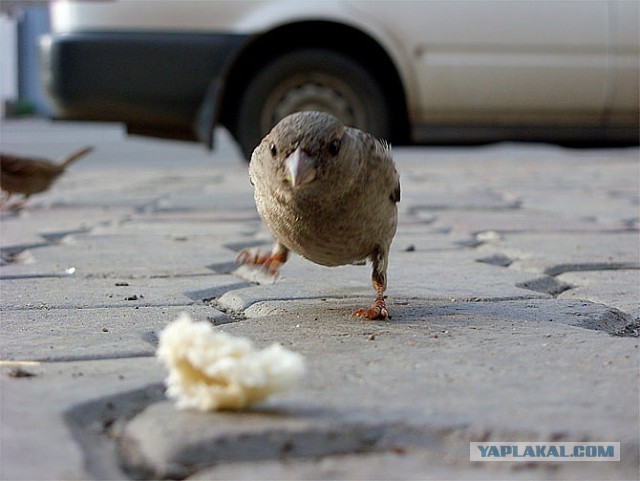Где обедал, воробей? (и другие птички)