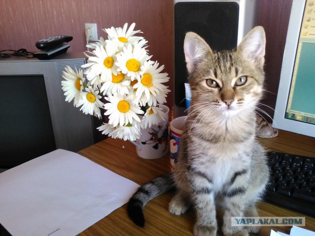 Котовторник  14.06.2016