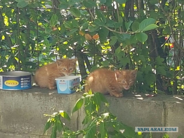Котовторник 26.07 2016