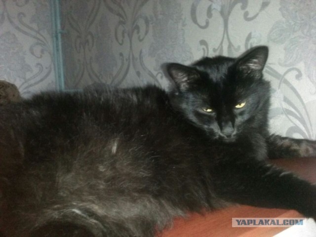 Котовторник 18.10.2016
