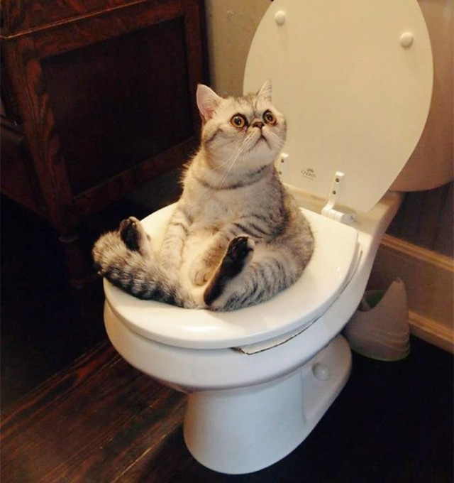 Коты из сети