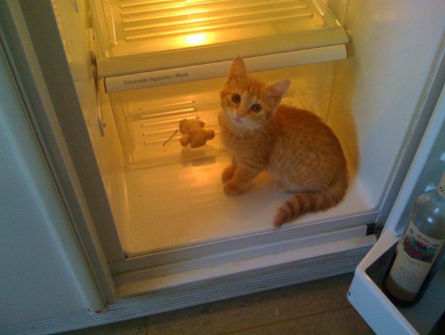 Коты из сети