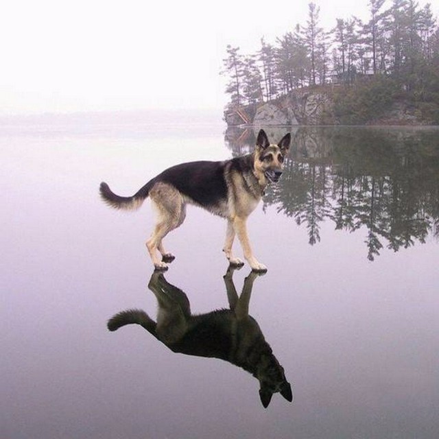Живность из сети