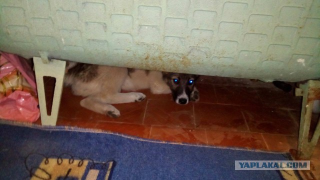 Как то летом лёг спать с открытым балконом, а проснулся уже не один