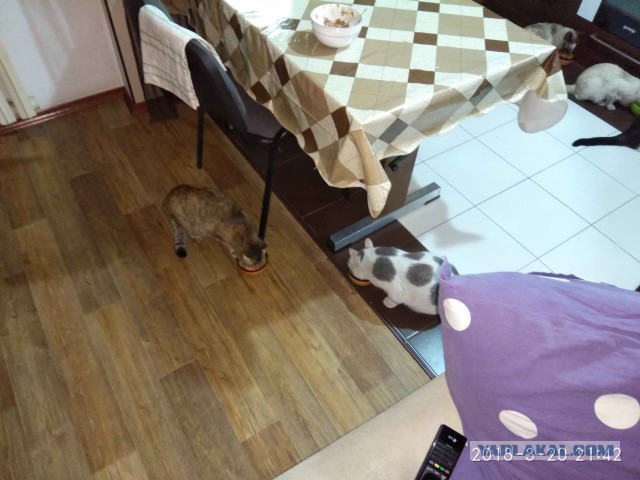 Котовторник 27.03.2018