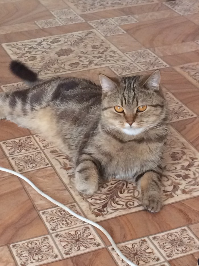 Котовторник ждали? А вот и он!