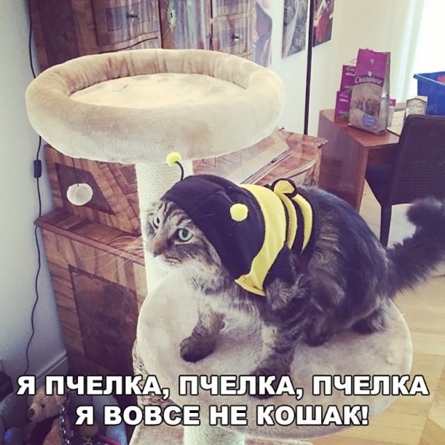 Кот без прикрас