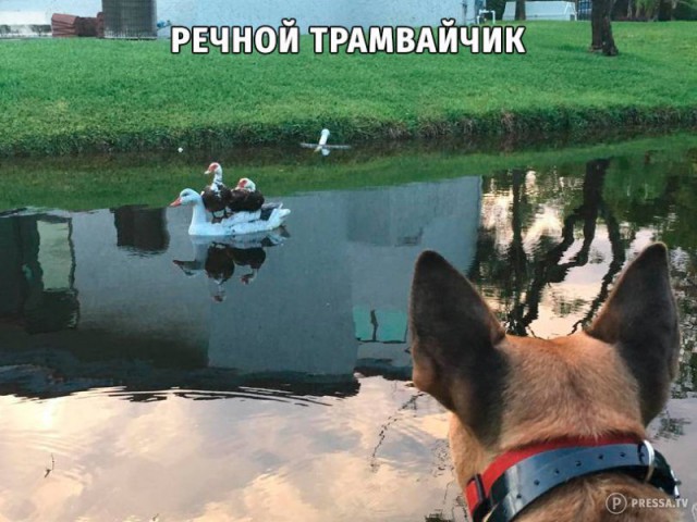 Подборка картинок. Забавных, прикольных - разных!