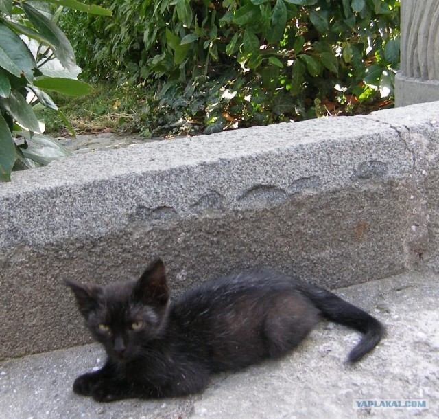 Котовторник  на  ЯПлакалъ