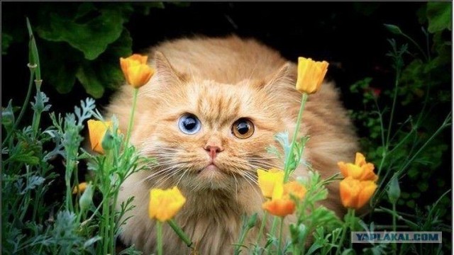 Котовторник в ЯПонии (58 фот)