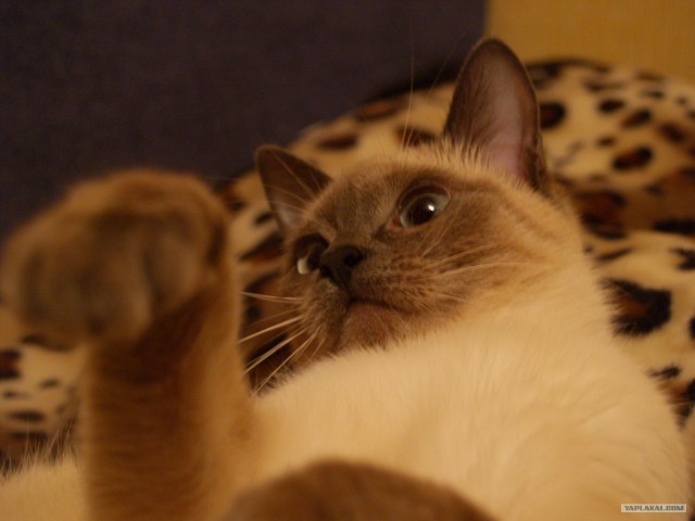 Котовторник на ЯПе (21.04.2009)