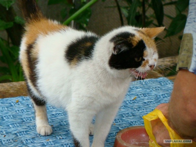 Котопятница