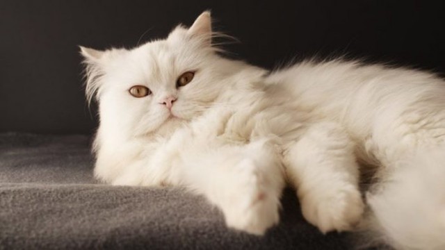 Прикольных котов пост