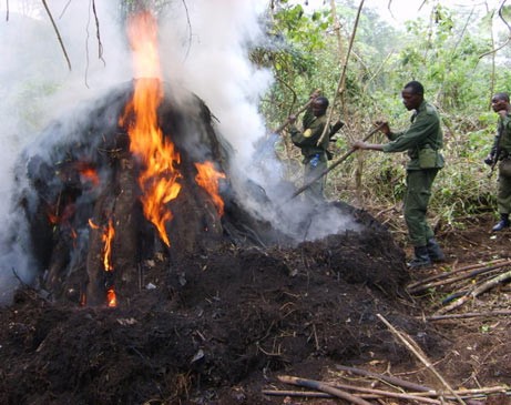 Убийство в Национальном парке Virunga (+18)