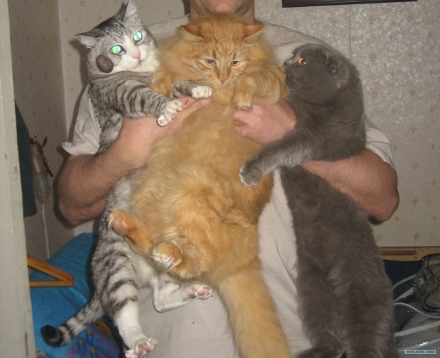 Котовторник - С праздником, котоводы!