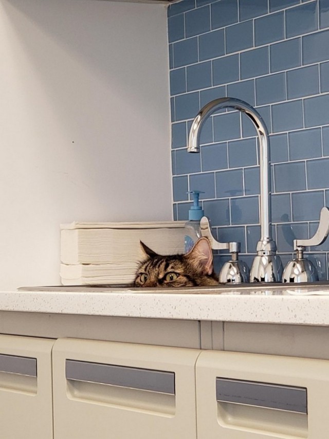 Прикольных котов пост