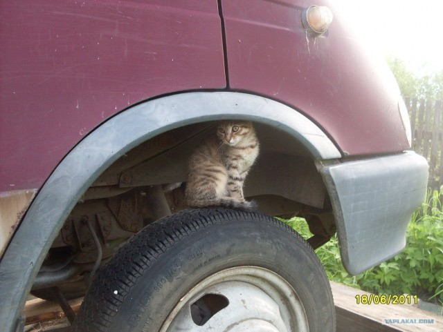Котовторник, для любителей кошек