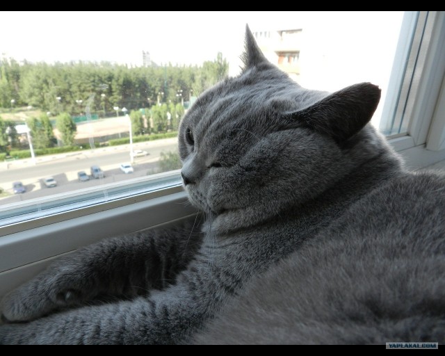Котовторник: Кошки и ягнёнок